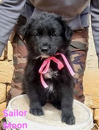 Sailor moon cucciola femmina