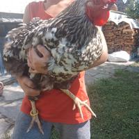 Gallina Robusta Maculata