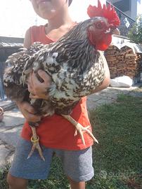 Gallina Robusta Maculata