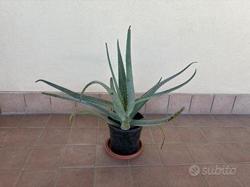 Pianta aloe vera altezza 60 cm