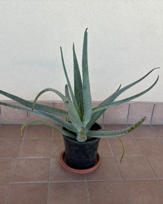 Pianta aloe vera altezza 60 cm