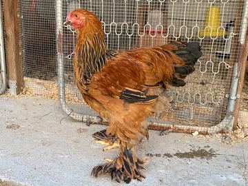 Brahma Fulvo