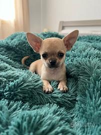 Chihuahua