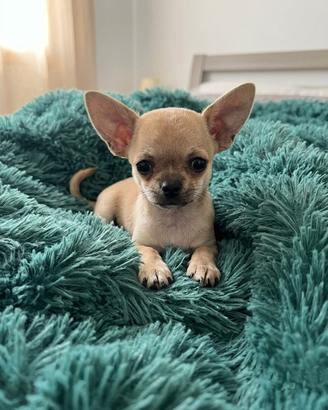 Chihuahua