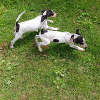 Cuccioli cane da caccia