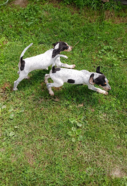 Cuccioli cane da caccia