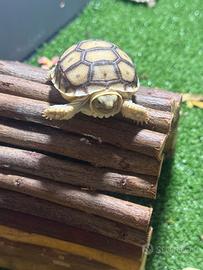 Tartaruga Sulcata
