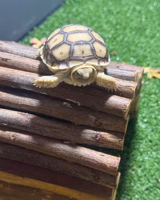 Tartaruga Sulcata