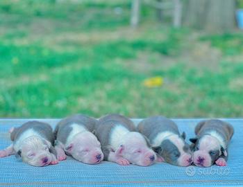 Amataff blu occhi blu pedigree enci