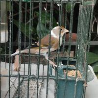 Incardellato Luglio 2025