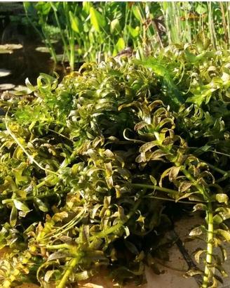 Egeria densa ossigenante laghetto porzione abbonnd
