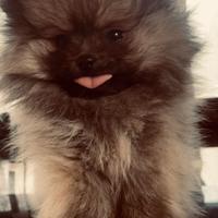 Cucciolo di spitz Pomerania