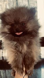 Cucciolo di spitz Pomerania