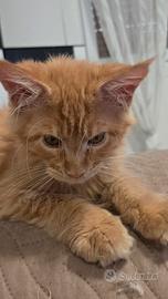Maine coon cuccioli 3 mesi