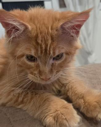 Maine coon cuccioli 3 mesi