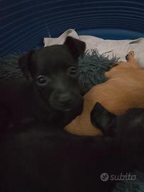 Cuccioli taglia piccola