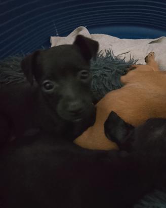 Cuccioli taglia piccola
