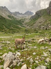 2 asini femmine - 4 pecore femmine e 1 capra