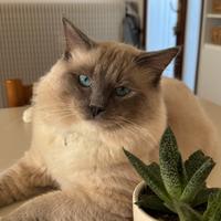 Gatto Ragdoll disponibile per accoppiamento