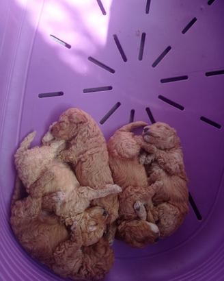 Cuccioli di barboncino toy