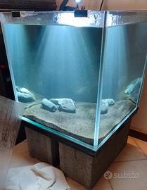 Acquario Cubo 50x50x50h