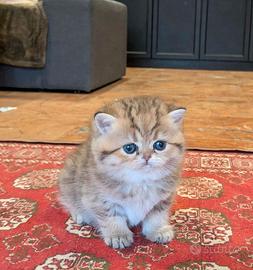 Gatto persiano golden