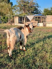 Capra maschio