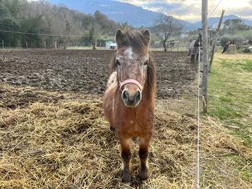 Pony 2 Anni Intero