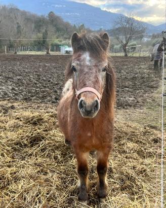 Pony 2 Anni Intero