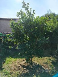kumquat