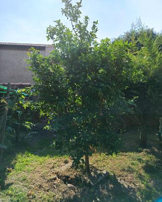 kumquat