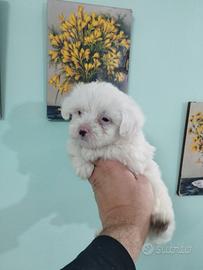 Cuccioli di maltese mini Toy
