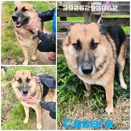 Cesare dolce mix pastore in adozione