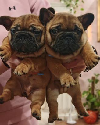 Bulldog francese cuccioli pedigree enci