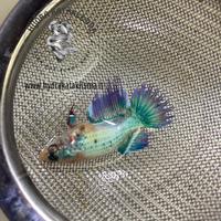 Betta Crowntail Femmine