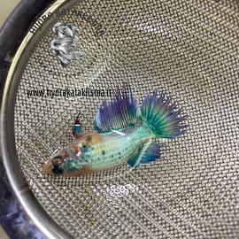 Betta Crowntail Femmine