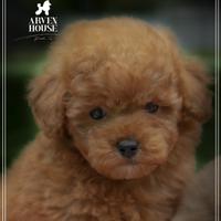 Barboncino toy allevamento proffesionale