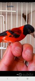 cardinalino 