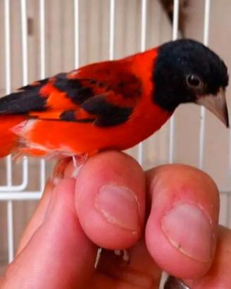 cardinalino 