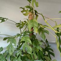 Talea di Monstera minima