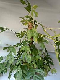 Talea di Monstera minima