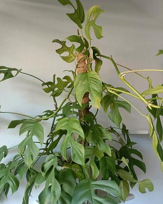 Talea di Monstera minima