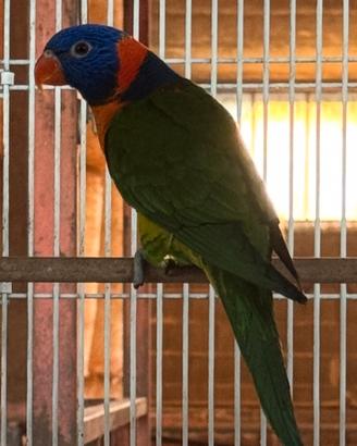 Pappagallo lori rubritorquis