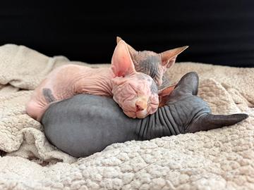 Splendide gattine Sphynx (canadian) NO PEDIGREE