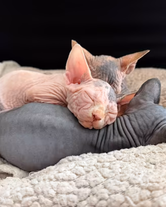 Splendide gattine Sphynx (canadian) NO PEDIGREE