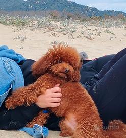 Accoppiamento barboncini toy