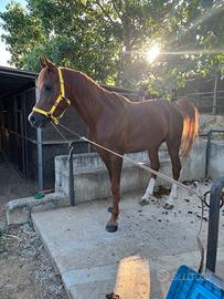 Cavallo arabo