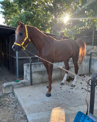 Cavallo arabo