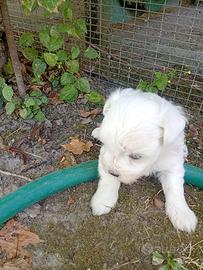 Cucciola di maltese