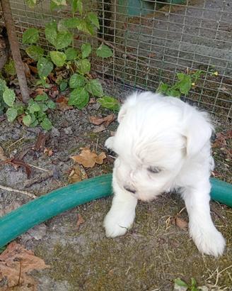 Cucciola di maltese